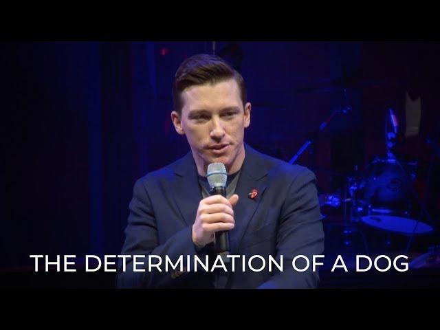 The Determination of a Dog - Chris Green