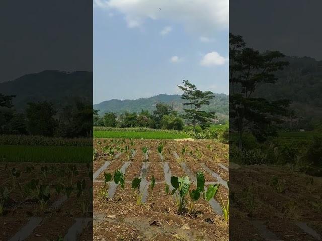 Jembatan Gantung Cidomas, Bantarujeg - Majalengka #shorts