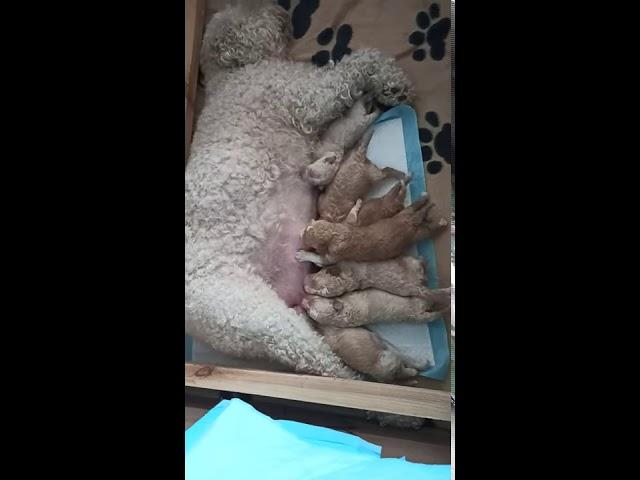 Drugie śniadanie  Lagotto Romagnolo Canis Dulcis