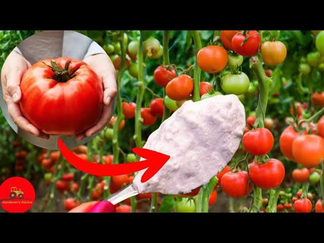 Just 1 tablespoon and the tomatoes will EXPLODE OVERNIGHT!