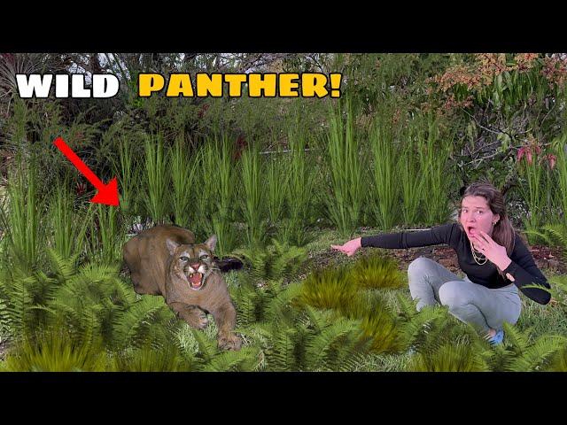 GIANT PANTHER ON THE LOOSE! DID WE CATCH IT?!