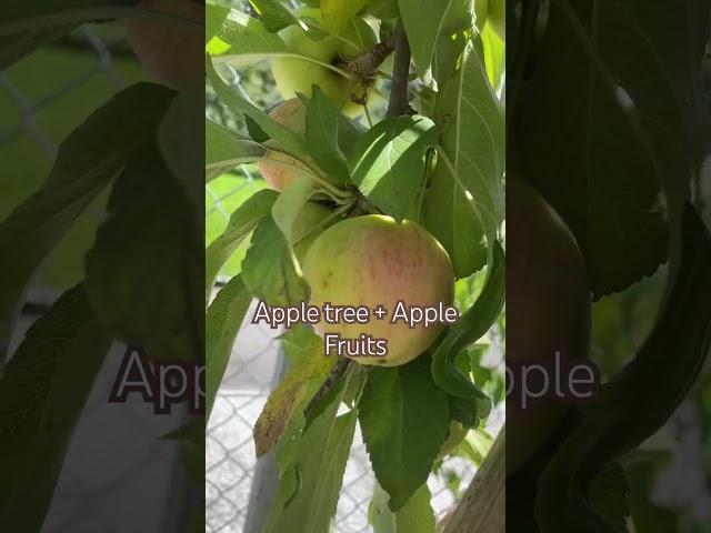 Our small apple tree soon ready to harvest apple fruits  #appletree #applefruit #apple #follower