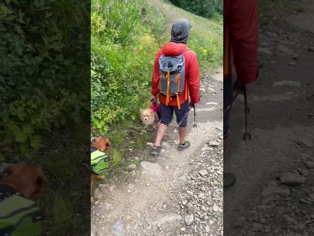 Поход с собакой в горы