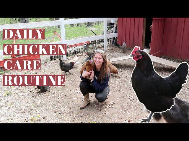 DAILY CHICKEN CARE ROUTINE | Raising Backyard Poultry | Hobby Farm Homestead | Egg Laying Hens