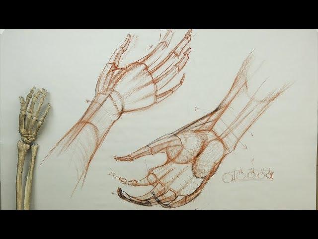 ANATOMY FOR ARTISTS: The Hand Basics-Volumetric form wedging