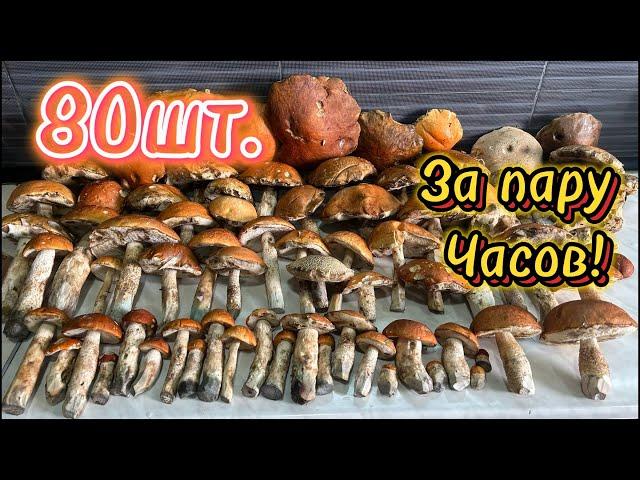 Грибная поездка по Осиновым Рощам! 2024. #грибы #грибник #mushroom #подосиновики