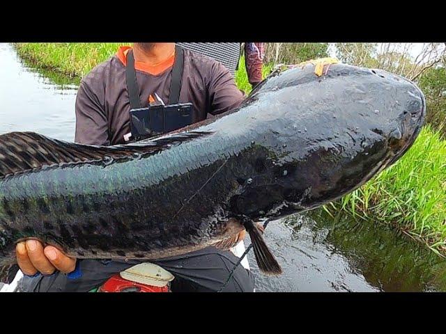 BIG FISH ‼️MANCING IKAN TOMAN DI SPOT INI WAJIB WASPADA TOMAN MONSTER MENUNGGU