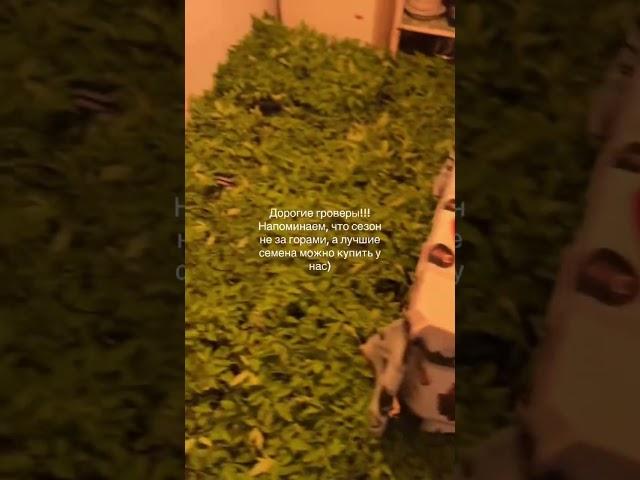 #гровинг #семена #семяныч #420 #шишки #кумар #хапка