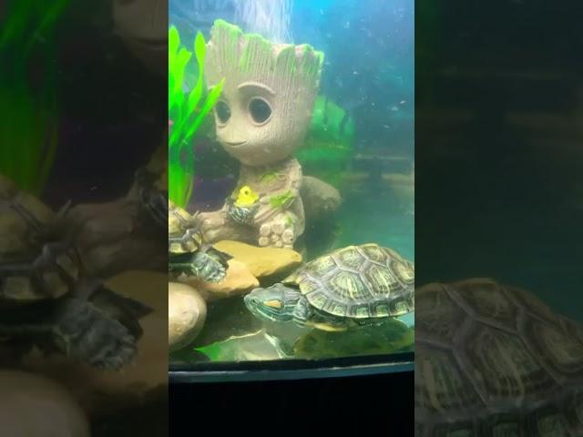 #turtle care red eared slider #red eared slider turtle