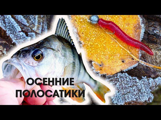 Мормышинг. Осенние полосатики.