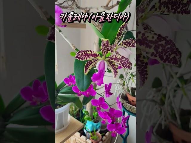 카틀레야(아클란디아)