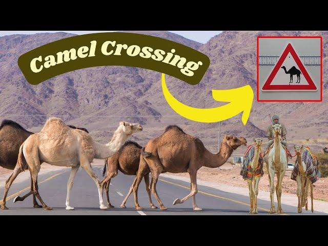 Camel Crossing Saudi Arabia | Arabia Camel Crossing the Road Highway | Adnan Sukhera Vlogs