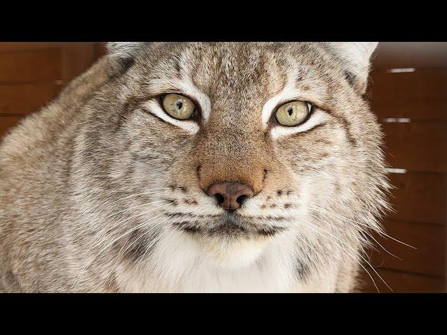 LYNXES SOFTENED WITH JOY OF REUNION / Beaver Forgot How to Raise Its Tail