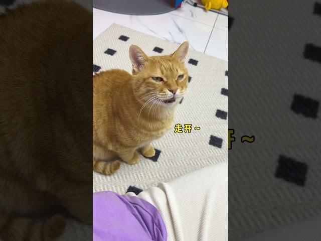 【#猫咪叫不苦】咪被做局了,但咪善良~ #萌宠出道计划 #记录猫咪日常 #铲屎官的乐趣