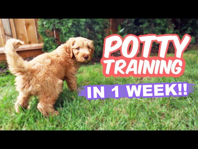 HOW TO: Potty Train Your Puppy FAST!!  10 week old puppy trained in 1 WEEK!!!