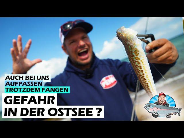 Giftiger Fisch! Petermännchen und Makrelenangeln am Strand der Ostsee im Sommer | FANG MIT FABI 9