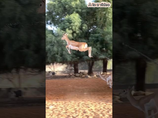 Deer full enjoy zoo garden#deer #zoo #comedy #comedy #village #funny #youtube #love #newvideo