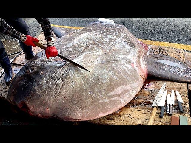 1.2T Incredible Giant Sunfish Cutting Skill  개복치 / Korean street food