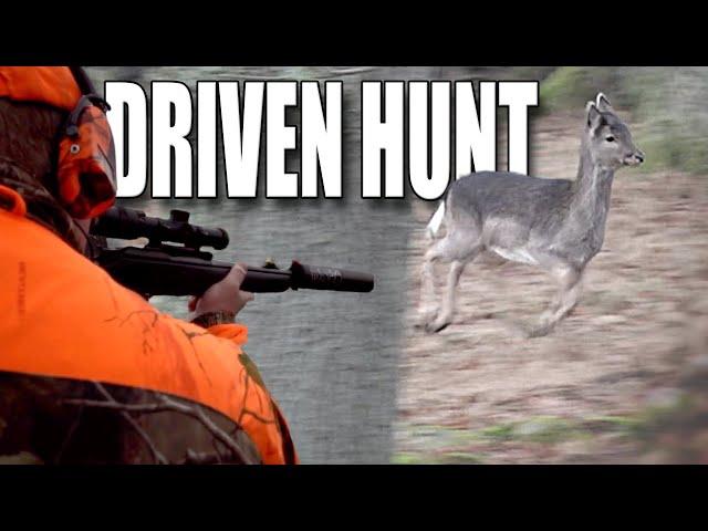 DRIVEN HUNT FOR FALLOW DEER - Moose and fallow deer - (Eng. subs)