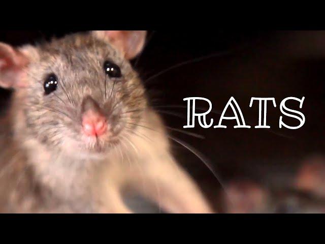 Rats  Urban Wildlife | Animal Science