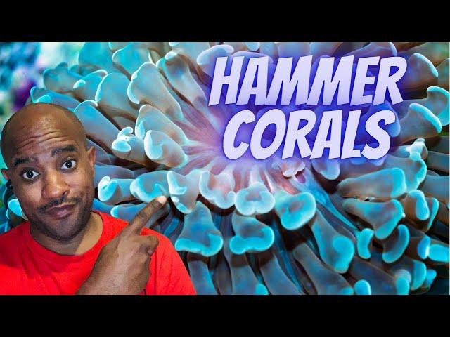 Beginners guide #Branching Hammer corals