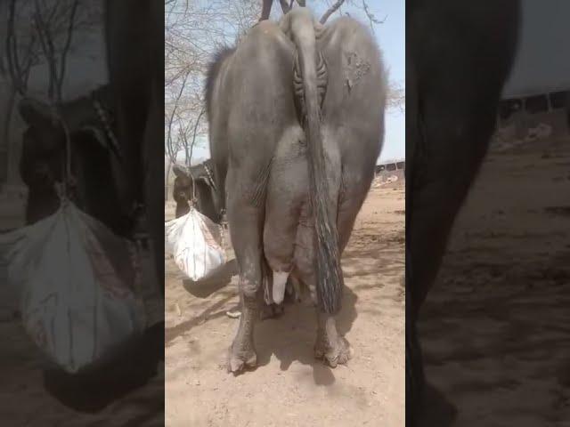 world no 1banni  Buffalo kutch #kundhibuffalo  #world biggest udder Buffalo #shorts