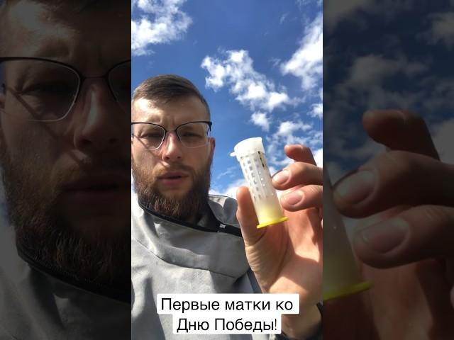 Матки карпатской породы свободного облёта. #пчеловодство #beekeeper #beekeeping #bees #матководство