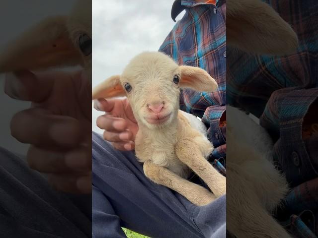 Cute baby lamb  #shorts #baby #lamb #youtubeshorts | Baby Tube