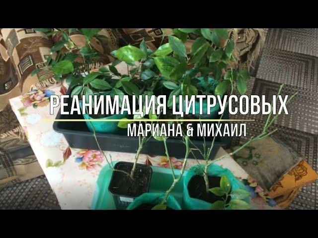 РЕАНИМАЦИЯ Цитрусовых.Листопад у лимона.Мариана и Михаил/Life in the village