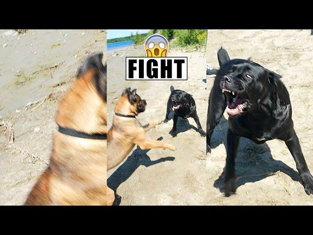 Cane Corsos Fight  #shorts #pets