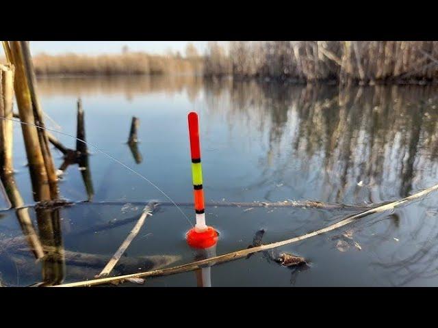 ПОПАЛ НА ЖОР ГИГАНСКИХ КАРАСЕЙ И ЛИНЕЙ.РЫБАЛКА НА ПОПЛАВОК В СЕНТЯБРЕ.