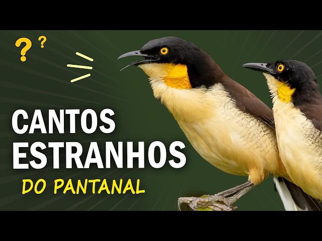 14 AVES com os CANTOS MAIS ESTRANHOS e Intrigantes do PANTANAL!