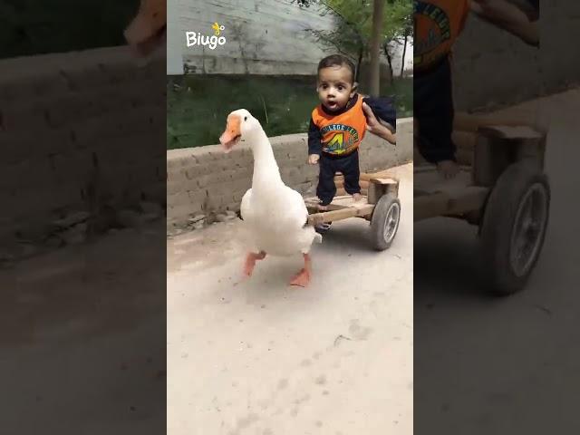 Kuku fek video