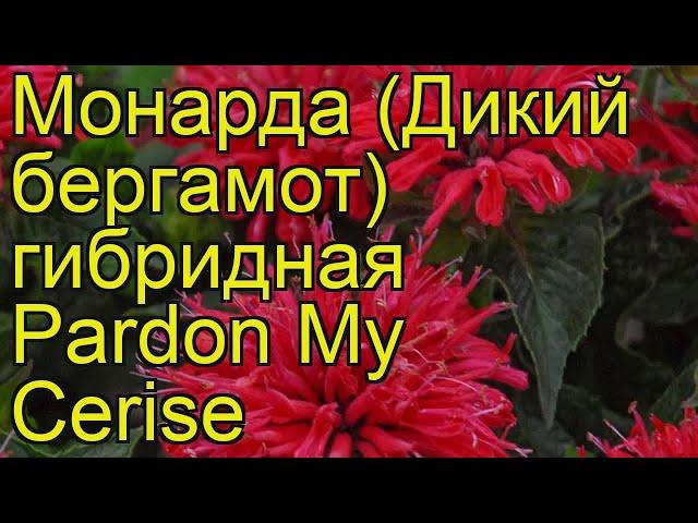 Монарда гибридная (Pardon My Cerise). Краткий обзор, описание характеристик, где купить саженцы