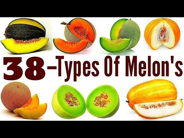 38 - Types Of Melon"s / Catagory Of Melon"s / Fresh Melon"s / Melon"s  Cultivation / Melon"s Farming