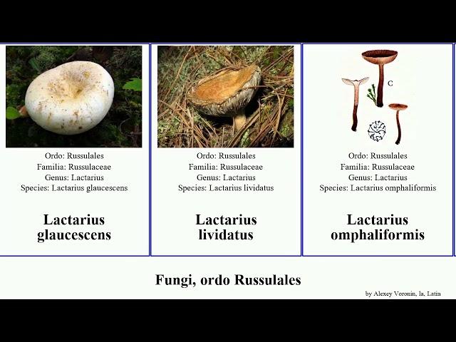 Fungi, ordo Russulales lactarius fungus amara modesta glaucescens Jammy Baltazaria camphoratus