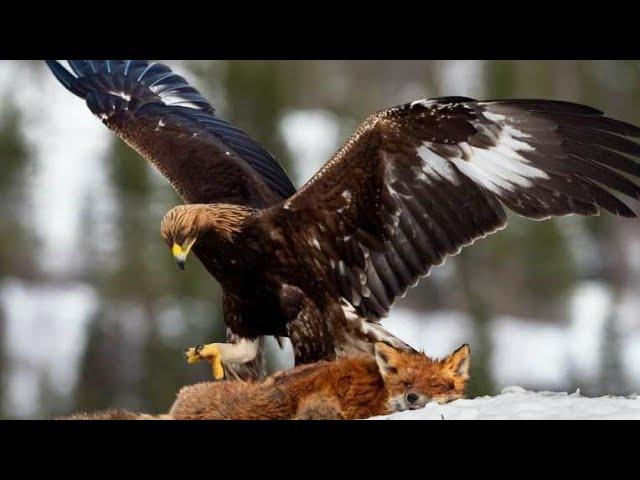 Eagles captures a Goat  Amazing Raptor and Eagle vs fox monkey and snake #youtube #animals #eagles