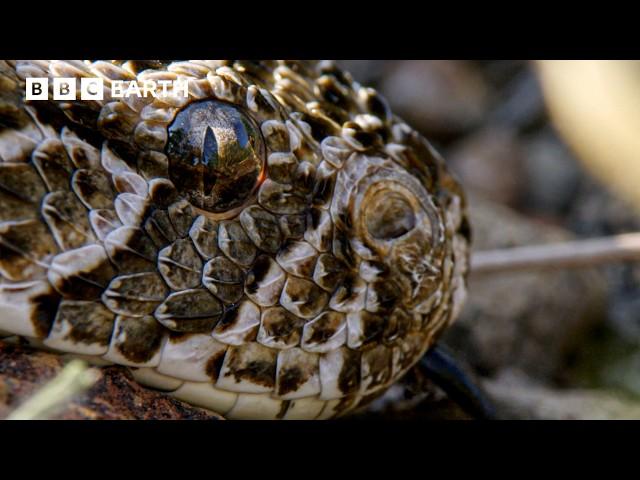 The Snake That Outsmarts Nature's Best Noses | BBC Earth