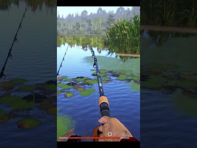 Амур на слабую снасть. Пришлось побегатьСтарый Острог Русская рыбалка 4 #shorts #fishing #gaming