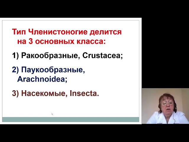 Биология. Тип членистоногие
