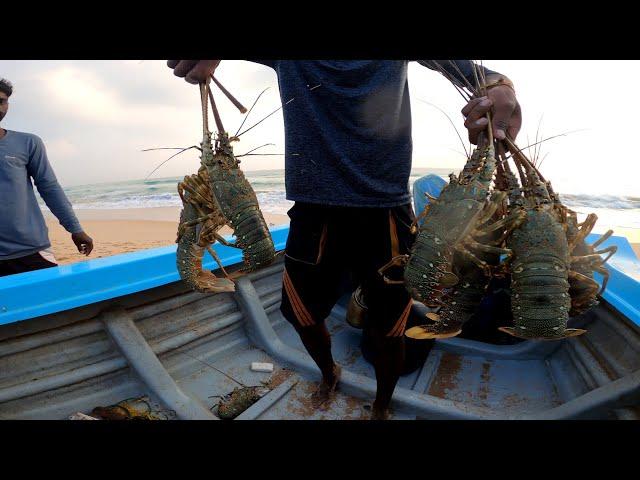 Life Of Sri Lankan Fishermen, big shrimp catching | Fishing In Sri Lanka #IslandFishing#