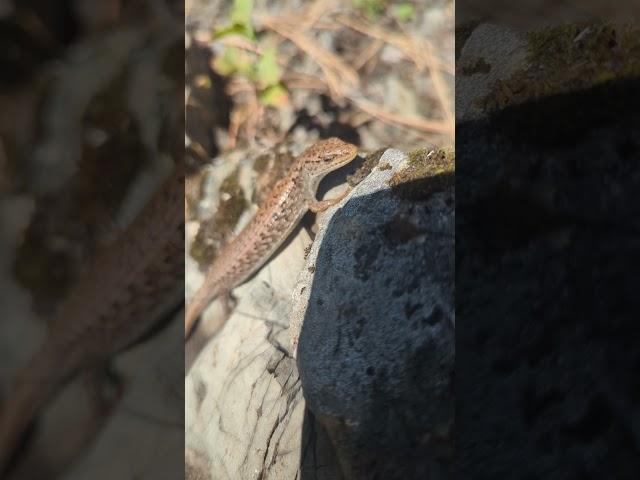 Alligator Lizard In The Canadian Mountains. #lizard #outdoors #mountains #nature