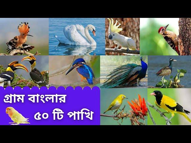 গ্রাম বাংলার ৫০ টি পাখি | Bengali Bird Name | Birds of Bengal | Bangla Name | পাখির বাংলা নাম