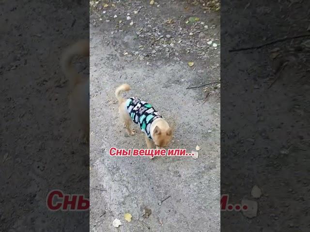 Мои знАчимые сны этого года. Пишите ваши интересные сны. 