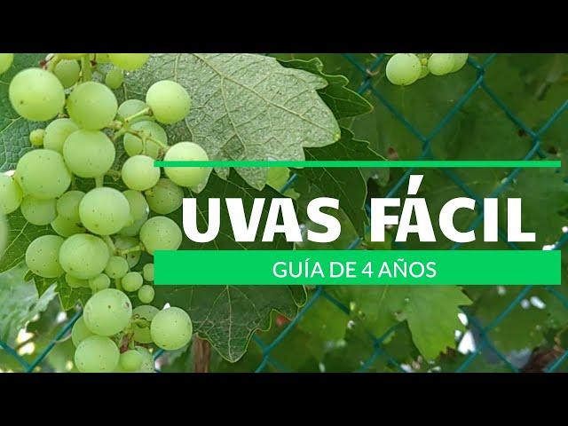 OBTENGO UVAS FÁCILMENTE. - bitácora de 4 años-  MARAVILLA, en 11 minutos