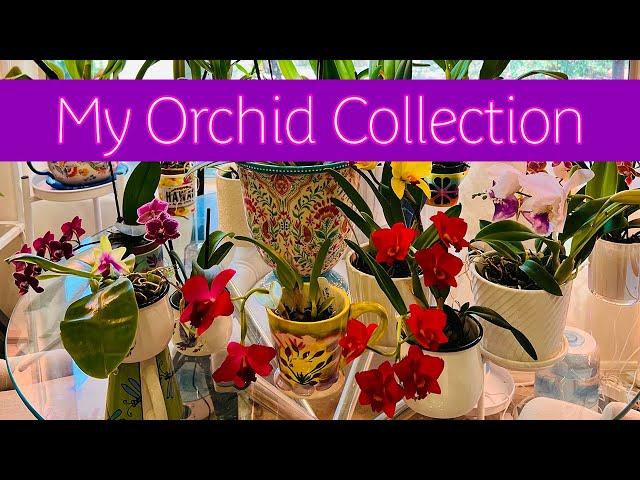 My Orchid Collection  #orchid #orchids #plants #nature #flowers