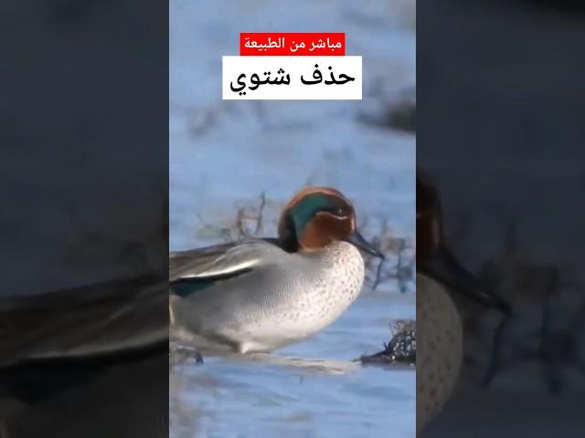 بط حذف شتوي بط الشرشير الشتوي مشهد روووعة #الحياة_البرية