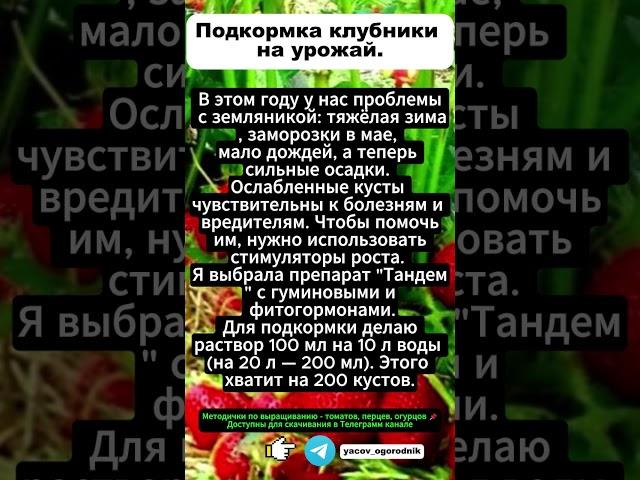 НАШУМЕВШАЯ ПОДКОРМКА НА ЯГОДЫ: ДАЖЕ ХИЛЫЕ КУСТЫ ЗАВАЛЯТ УРОЖАЕМ! Подкормка клубники на урожай.