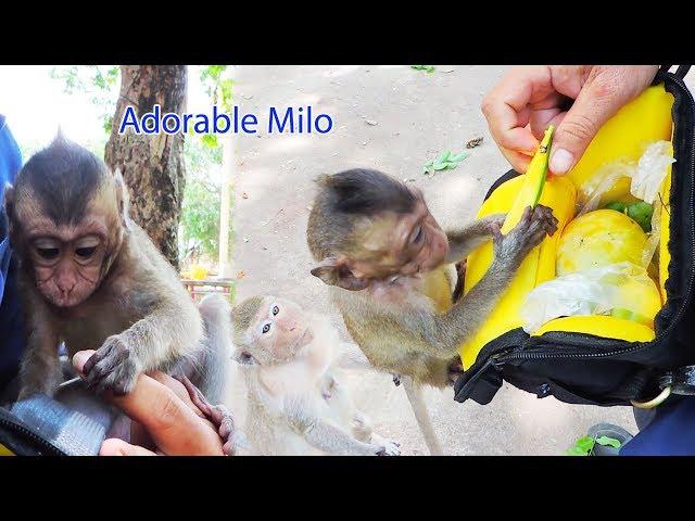 Amazing How Adorable Funny Baby Milo Climb On Me & Ask My Mango To Share To His Mama Emila ?