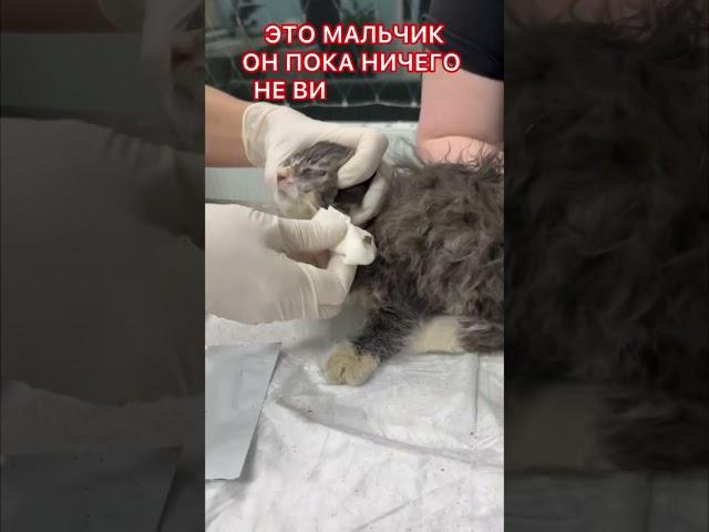 Мужчина нашел в луже полуживого котенка